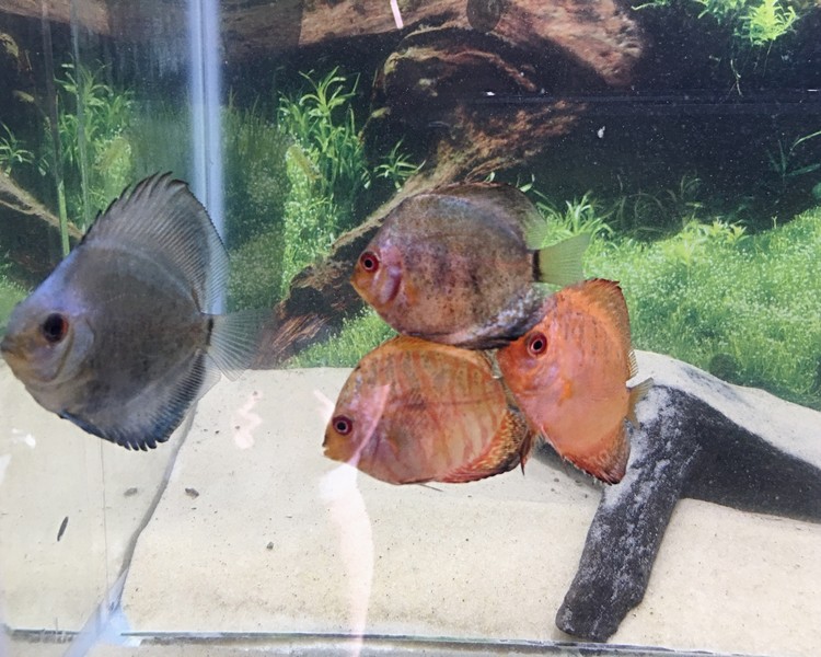 Assorted Discus ~ 5cm
